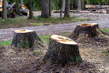 Stumps from felled dead trees against the background of a forest and fallen trees