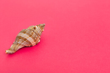 Beach seashells on colored background. Mock up with copy space