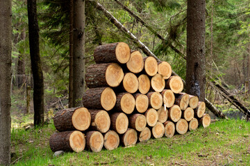 Pile of logs from freshly cut trees in the forest