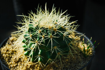 Beautiful cactus flowers close up