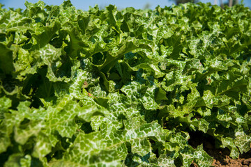 Medicinal plant Milk thistle (Silybum marianum) grows in the field