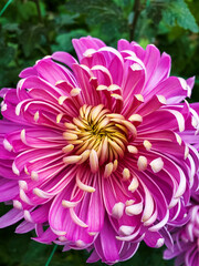 Colorful chrysanthemum flowers close-up