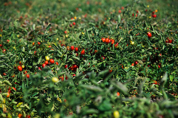 Growing tomatoes in the field