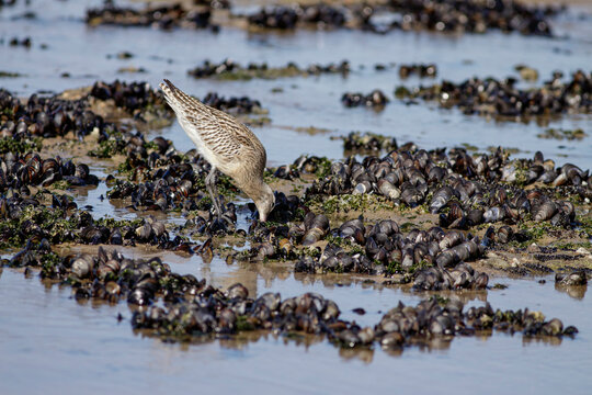 Sandpiper looking for sea worms