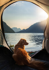 Toller dog in a tent. Beautiful view of the mountains and the lake. Traveling with a pet. Hiking, Nova Scotia duck tolling retriever © Anna Averianova
