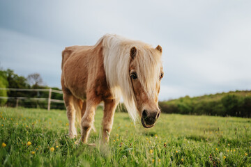 Brown pony horse in a meadow