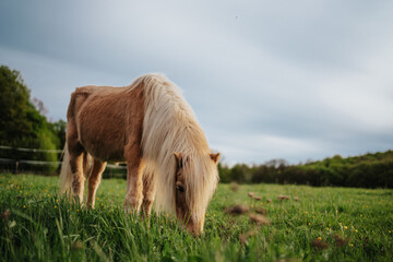 Brown pony horse in a meadow