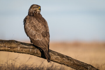 common buzzard standing alone