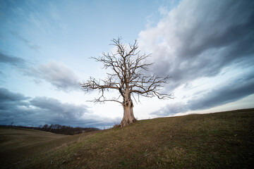 dead tree with cloudy sky - obrazy, fototapety, plakaty
