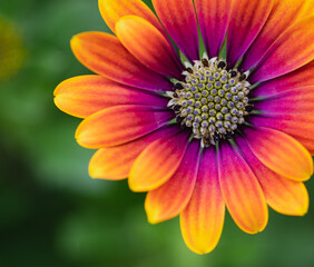 Close up of colorful osteospermum daisy flower in bloom.