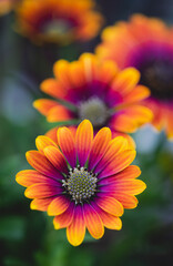 Close up of colorful osteospermum daisy flowers in bloom.