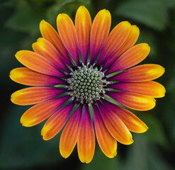 Close up of colorful osteospermum daisy flower in bloom.