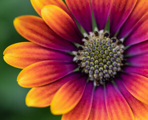 Close up of colorful osteospermum daisy flower in bloom.