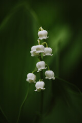 Close up macro of tiny lily of the valley flowers blooming in spring.