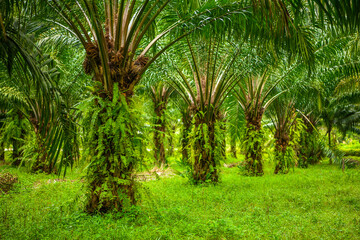 Obraz premium Oil palms plantation, tropical jungle, Phang-nga, Thailand