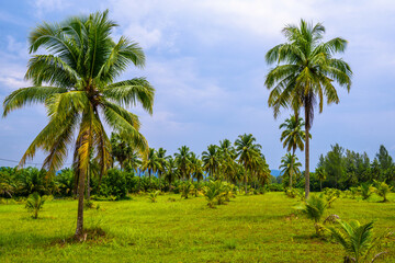 Coconut palms with green field and blue sky, White Sand Beach Kh