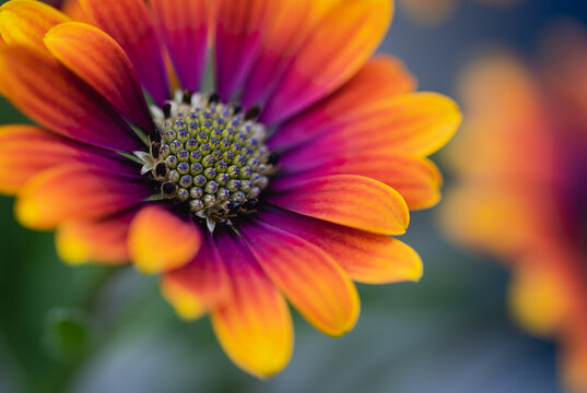 Close up of colorful osteospermum daisy flower in bloom.