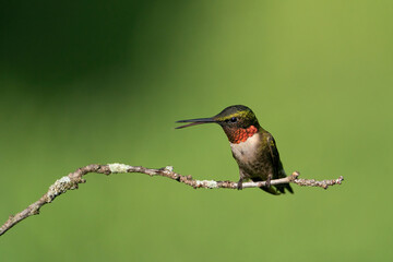 A Ruby-throated Hummingbird Vocalizing While Perched
