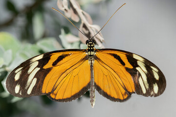 A Dorsal View of the Hecale Longwing Butterfly