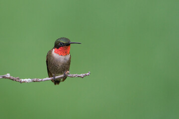 A Ruby-throated Hummingbird Perched on a Branch