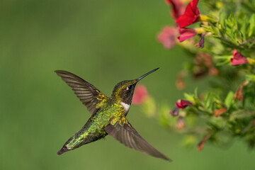 Fototapeta na wymiar A dorsal view of the ruby-throated hummingbird