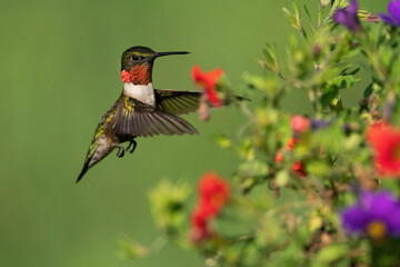 A Ruby-throated Hummingbird Pulling Back to Look for Nectar