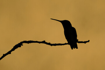 A Ruby-throated Hummingbird in Silhouette