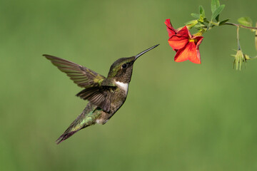Fototapeta na wymiar A Ruby-throated Hummingbird Gathering Nectar