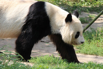 panda in a zoo in austria