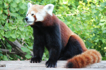 red panda in a zoo in austria