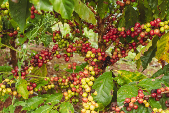 Closeup on the green, yellow and red coffee berries on the coffee tree on the farm. Coffee industry crop.