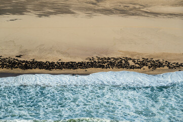 seal colony at Walvis Bay, Skeleton Coast, Namibia