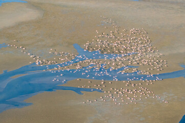 Top view of flying flamingos in Namibia Africa