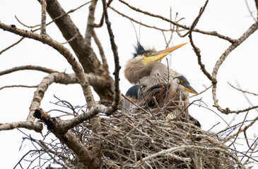 Beautiful, Great Blue Heron, Ardea herodias, a proud mom with her babies preening in a nest in a...