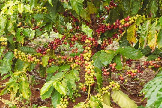 Closeup on the green, yellow and red coffee berries on the coffee tree on the farm. Coffee industry crop.