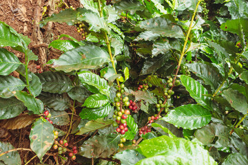 Closeup on the green, yellow and red coffee berries on the coffee tree on the farm. Coffee industry crop.