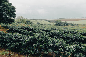 Fototapeta premium Farm coffee plantation on a cloudy rainy day. Coffee industry farm field.