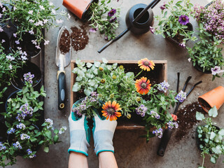 Top view of hands planting flowers in a planter with gardening tools.