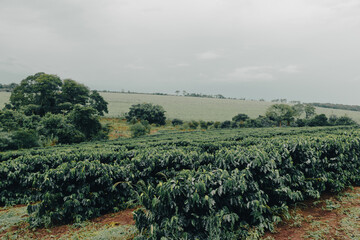 Fototapeta premium Farm coffee plantation on a cloudy rainy day. Coffee industry farm field.