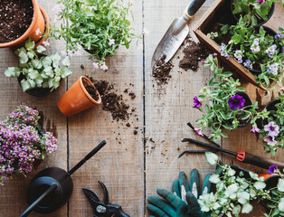 Top view of flowers in pots with gardening tools on wood table.