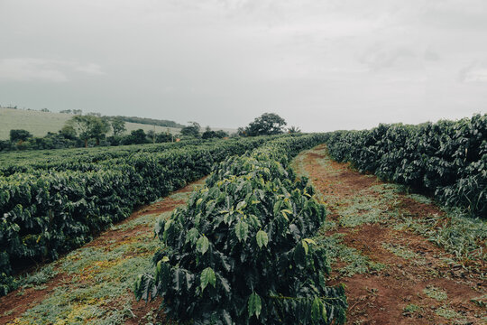 Farm coffee plantation on a cloudy rainy day. Coffee industry farm field.