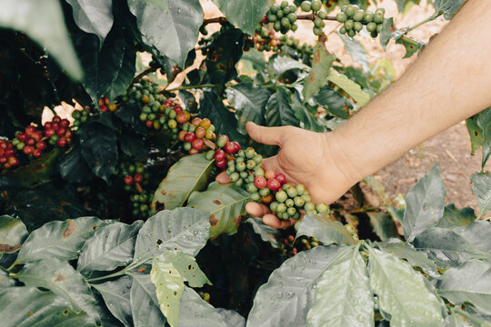 Farmer holding green, yellow and red coffee fruit berries in plantation. Coffee plantation field.