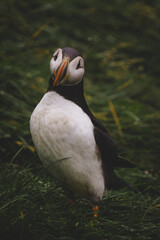 Puffin