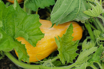 Gardening and farming, a small orange gourd ripens in a bed among the tops and leaves by Halloween.