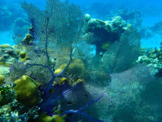 Naklejka na ściany i meble Purple sea fan or common sea fan (Gorgonia ventalina) undersea, Caribbean Sea, Cuba, Playa Cueva de los peces