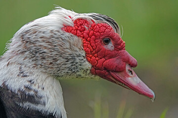 The face of a Muscovy duck, aka Barbary duck, is shown up close, featuring the waterfowls red...