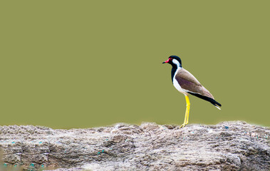 Red Wattled Lapwing aquatic bird