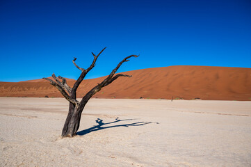 Fototapeta na wymiar Dead camelthorn trees surrounded by towering sand dunes in Deadvlei, Namib-Naukluft National Park, Namibia, Africa.