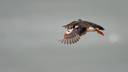 Atlantic puffin (Fratercula arctica) flying over the ocean