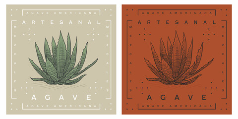 Agave americana sketch and plant design